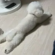 おかずの画像