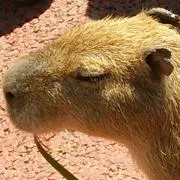 Kapi