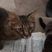 かずの画像