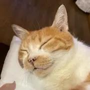 かおちゃんの画像