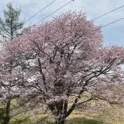 トコの画像