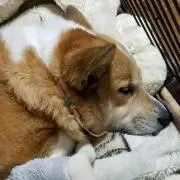 あいの画像
