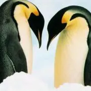 まつり