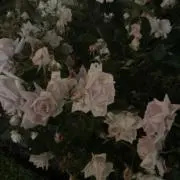 mtadjの画像