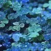 nicoruの画像