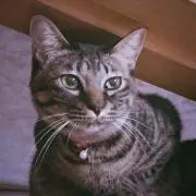 pomtomの画像