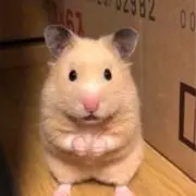ハムスターちゃんの画像
