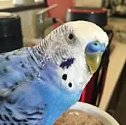✨TRショップ✨