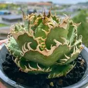 タカの画像