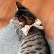 こあの画像