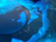 わたの画像