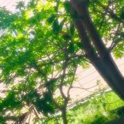 れなぽんまる
