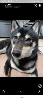 あずきの画像