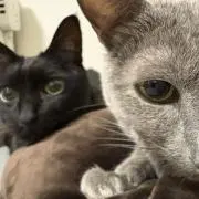 Ko☆Kuの画像