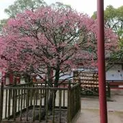 kuranの画像