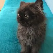 BARON (=^x^=)の画像
