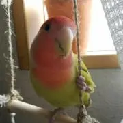 飛鳥
