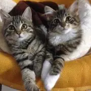 マイメロ