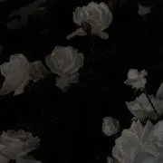 妃の画像
