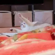かんちゃんの画像