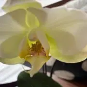 charoの画像