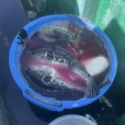 こえだまん