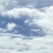 黒(クロ)の画像