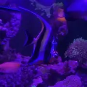 海猿