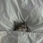 にゃマハゲの画像