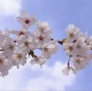 さくら　プロフ確認いただけますと幸いですの画像