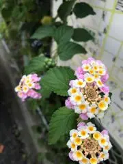 iphonepapon