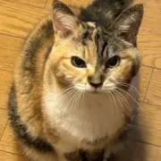 白猫の画像