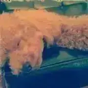 ぱんちゃんの画像