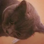 にゃん
