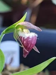 アツモリの画像