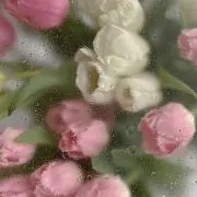 ぽん