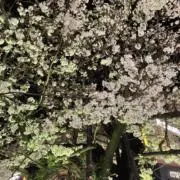 たまですの画像
