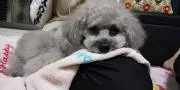 りき