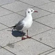 みやの画像