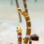 ぽぺ【プロフ必読】の画像