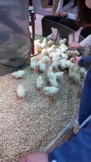 ぴよの画像