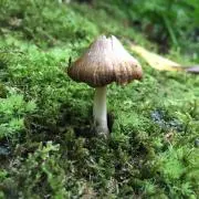 Tの画像