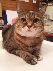 シンヤの画像