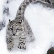 れん