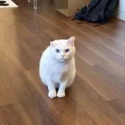 がんもの画像