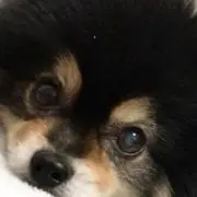 柴の画像