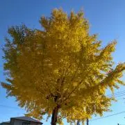 Mimoの画像