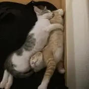 きなもち