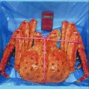 ドンガバチョ