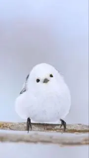 sorayuzuの画像